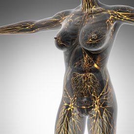 54149103 - human limphatic system with bones in transparent body